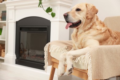 Photo of Cute Labrador Retriever resting on cozy armchair in room