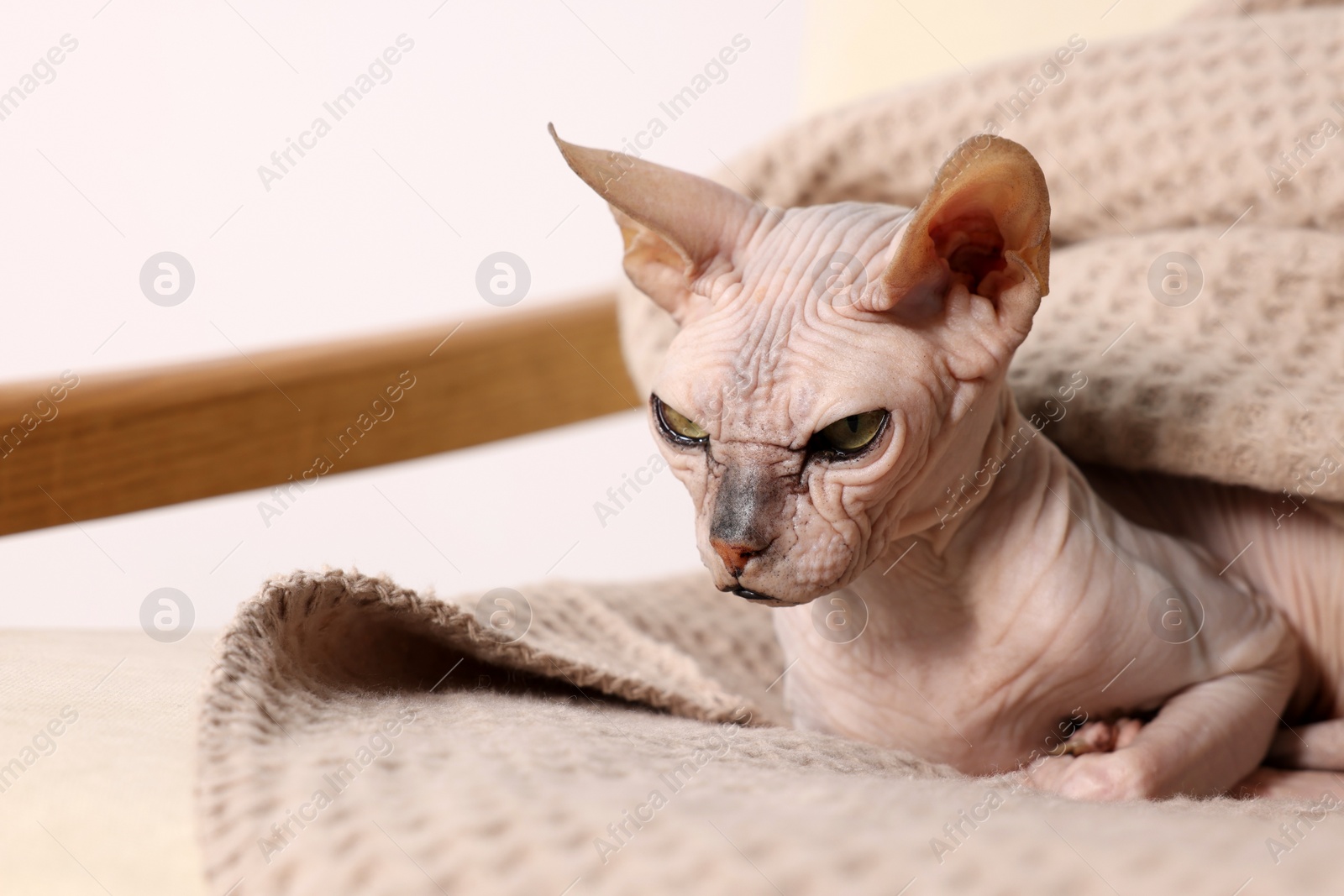 Photo of Beautiful Sphynx cat wrapped in soft blanket at home. Lovely pet