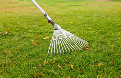 Raking green lawn at backyard, closeup. Home gardening