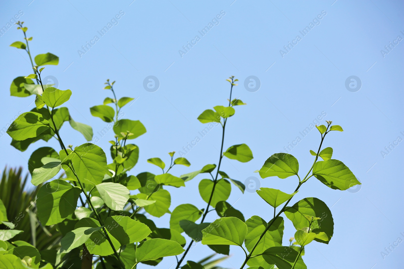 Photo of Green leaves of exotic plant at tropical resort on sunny day