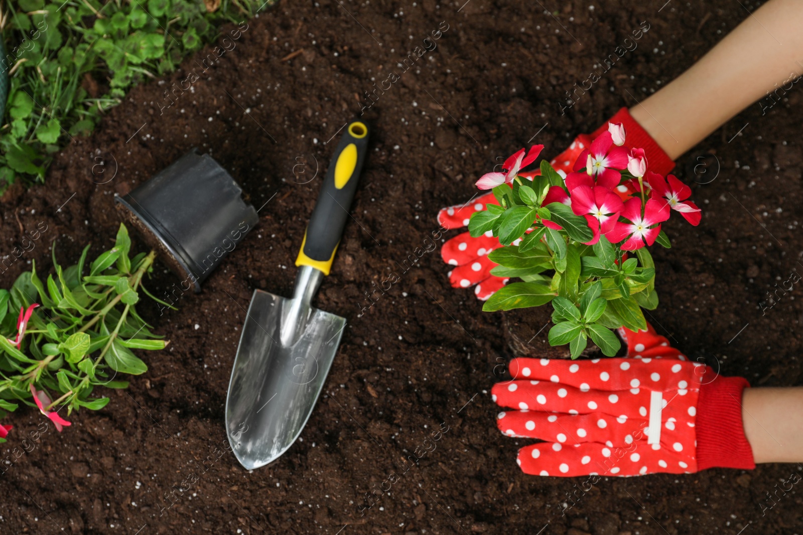 Photo of Woman transplanting beautiful pink vinca flower into soil, closeup