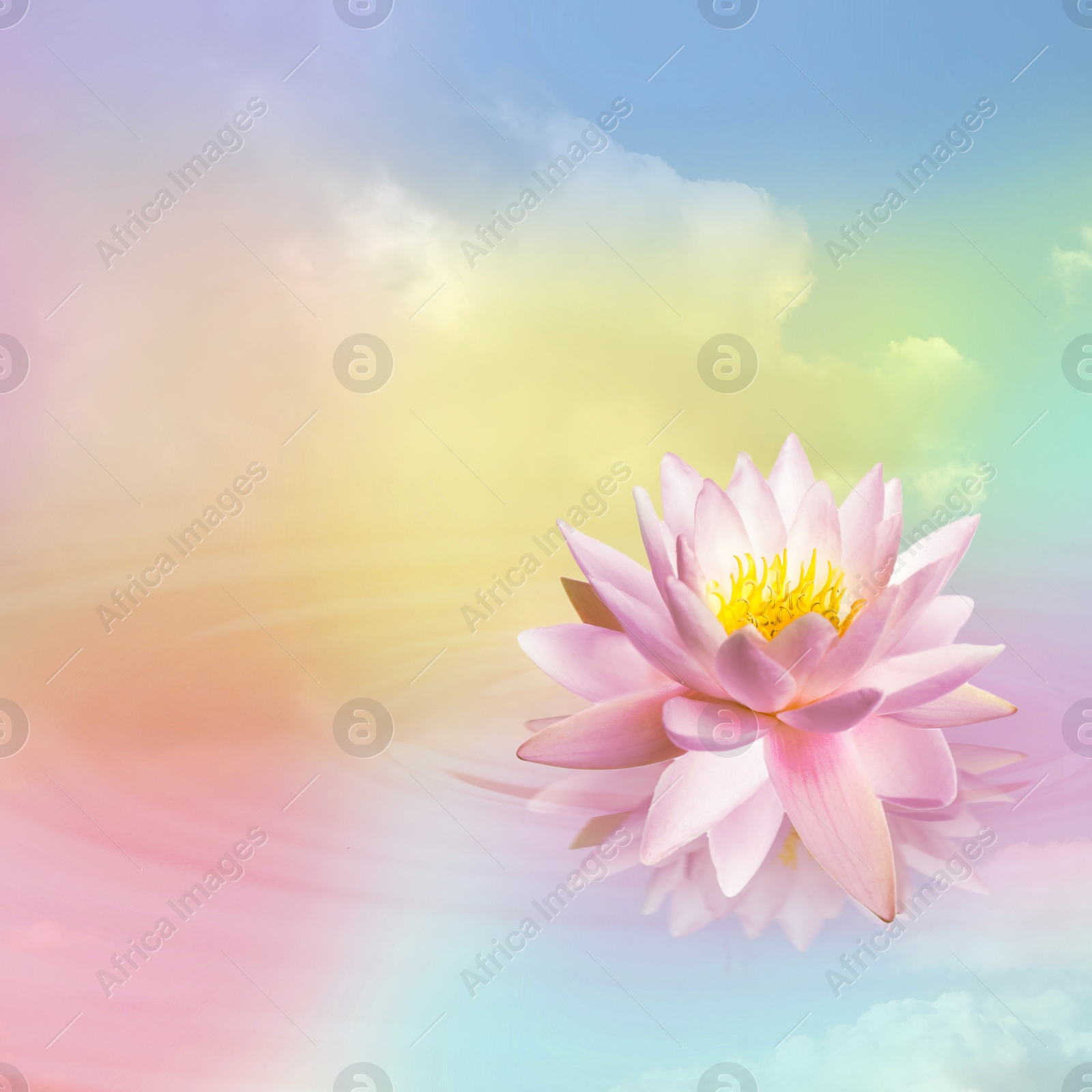 Image of Floating beautiful lotus and reflection of sky with fluffy clouds on water, toned in pastel rainbow colors. Symbolic flower in Buddhism