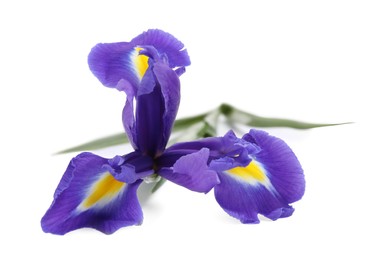 Photo of Beautiful violet iris flower isolated on white