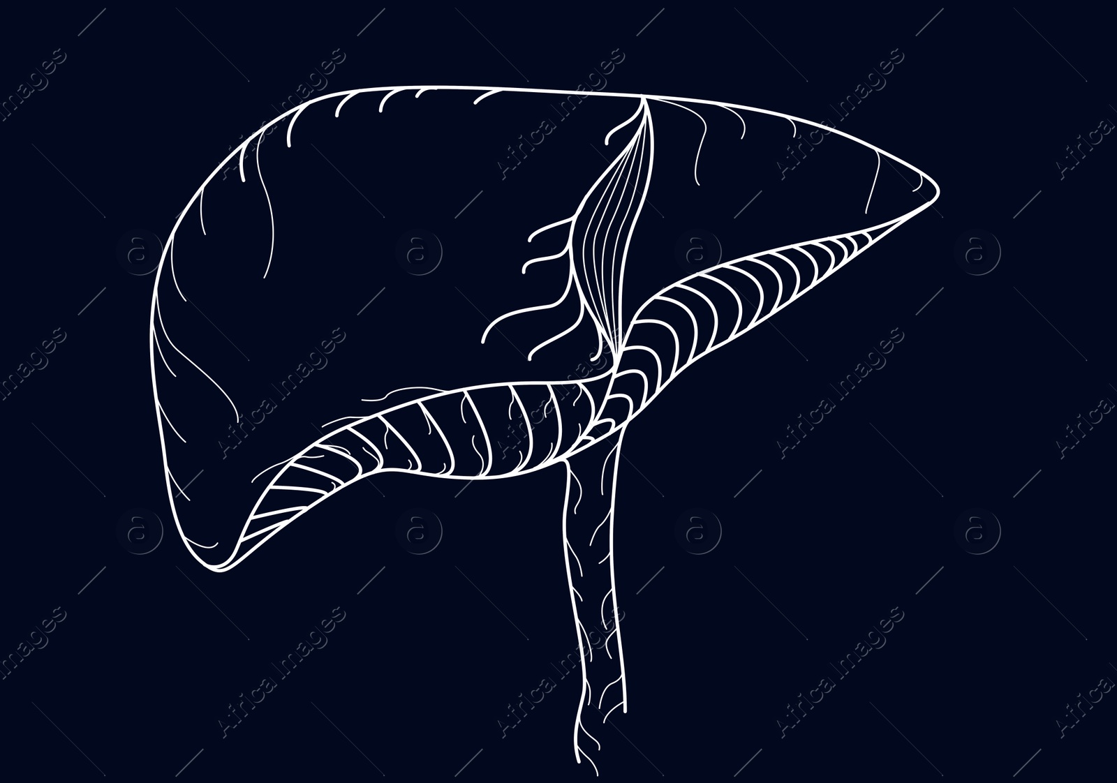 Illustration of  liver on dark blue background. Human anatomy 