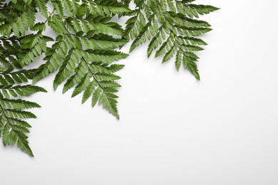 Beautiful tropical fern leaves on white background, top view