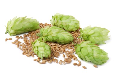 Photo of Fresh green hops and wheat grains on white background