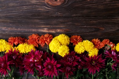 Flat lay composition with different beautiful chrysanthemum flowers on wooden table. Space for text