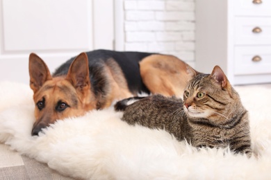 Photo of Adorable cat and dog resting together on fuzzy rug indoors. Animal friendship