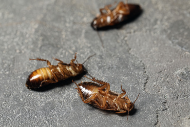 Dead brown cockroaches on grey stone background, closeup. Pest control