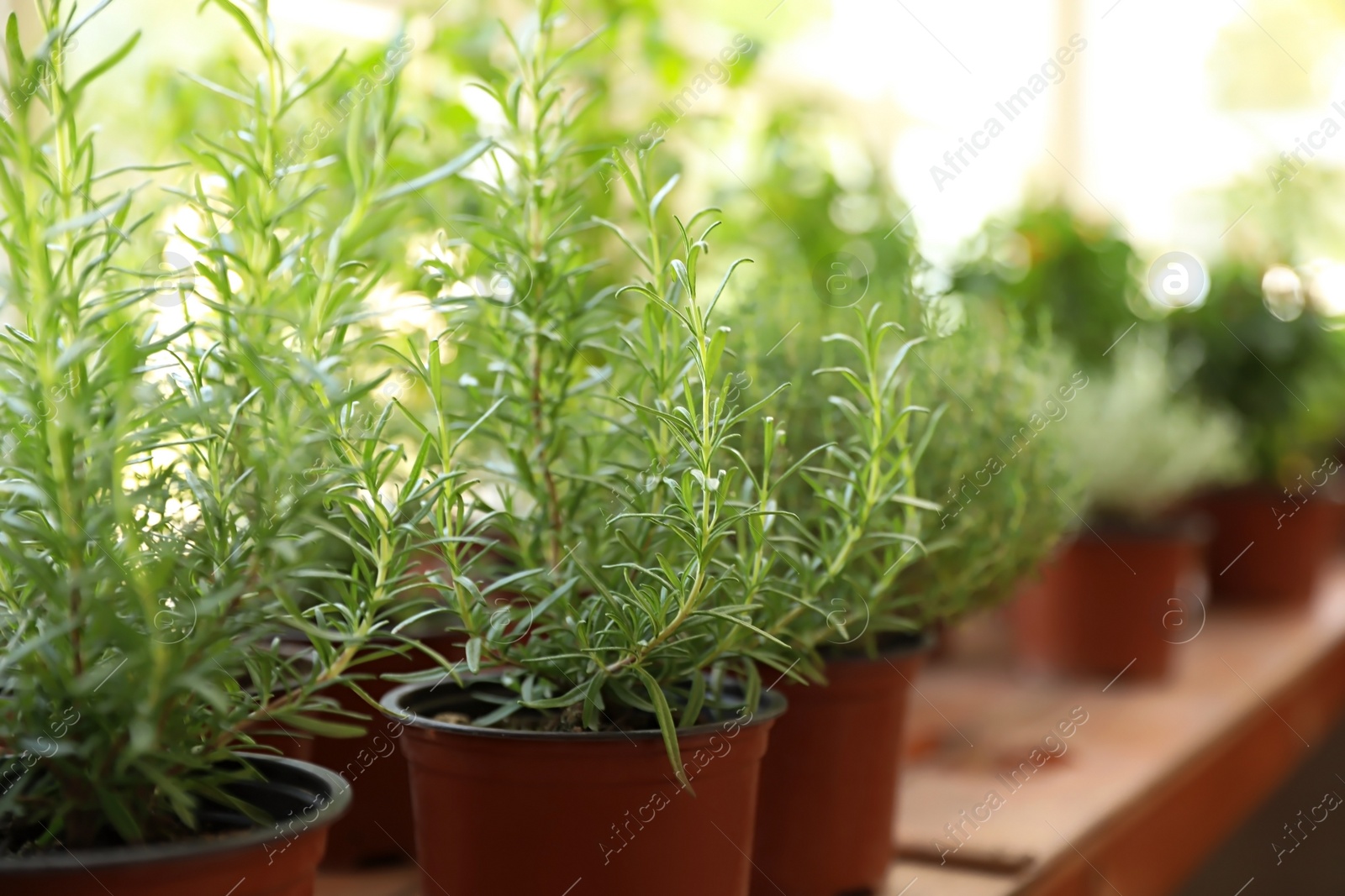 Photo of Fresh potted home plants on wooden window sill, closeup. Space for text