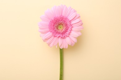 Beautiful pink gerbera flower on beige background, top view