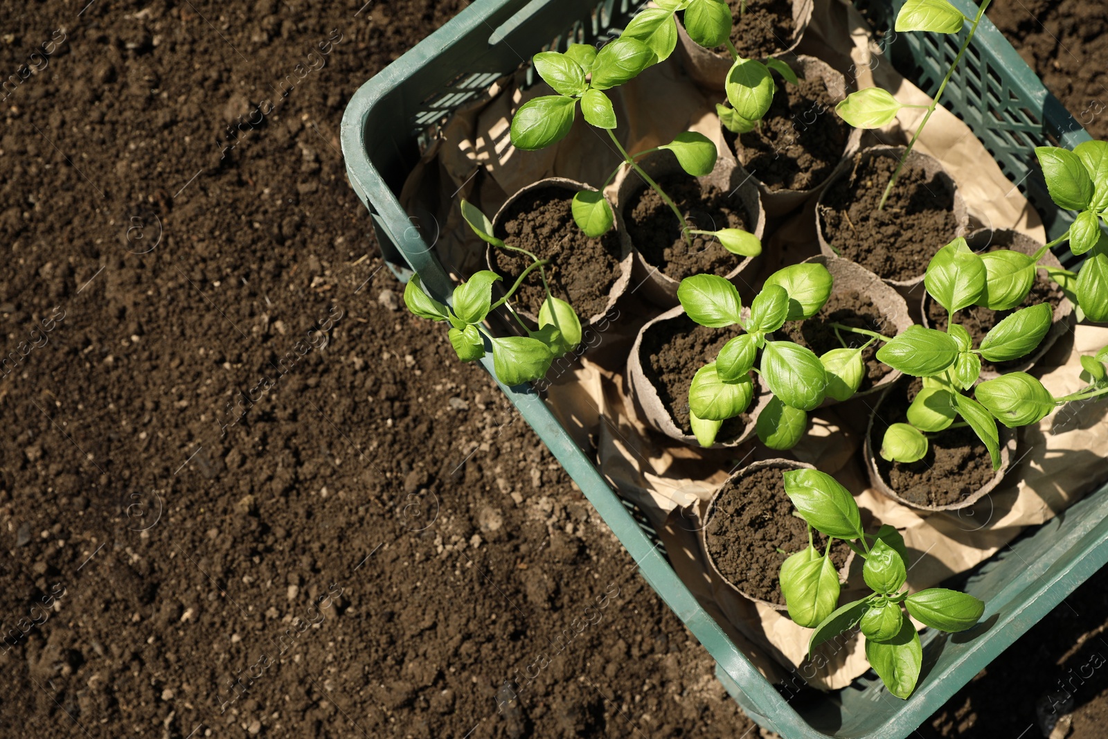 Photo of Beautiful seedlings in crate on ground outdoors, top view. Space for text