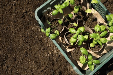 Photo of Beautiful seedlings in crate on ground outdoors, top view. Space for text