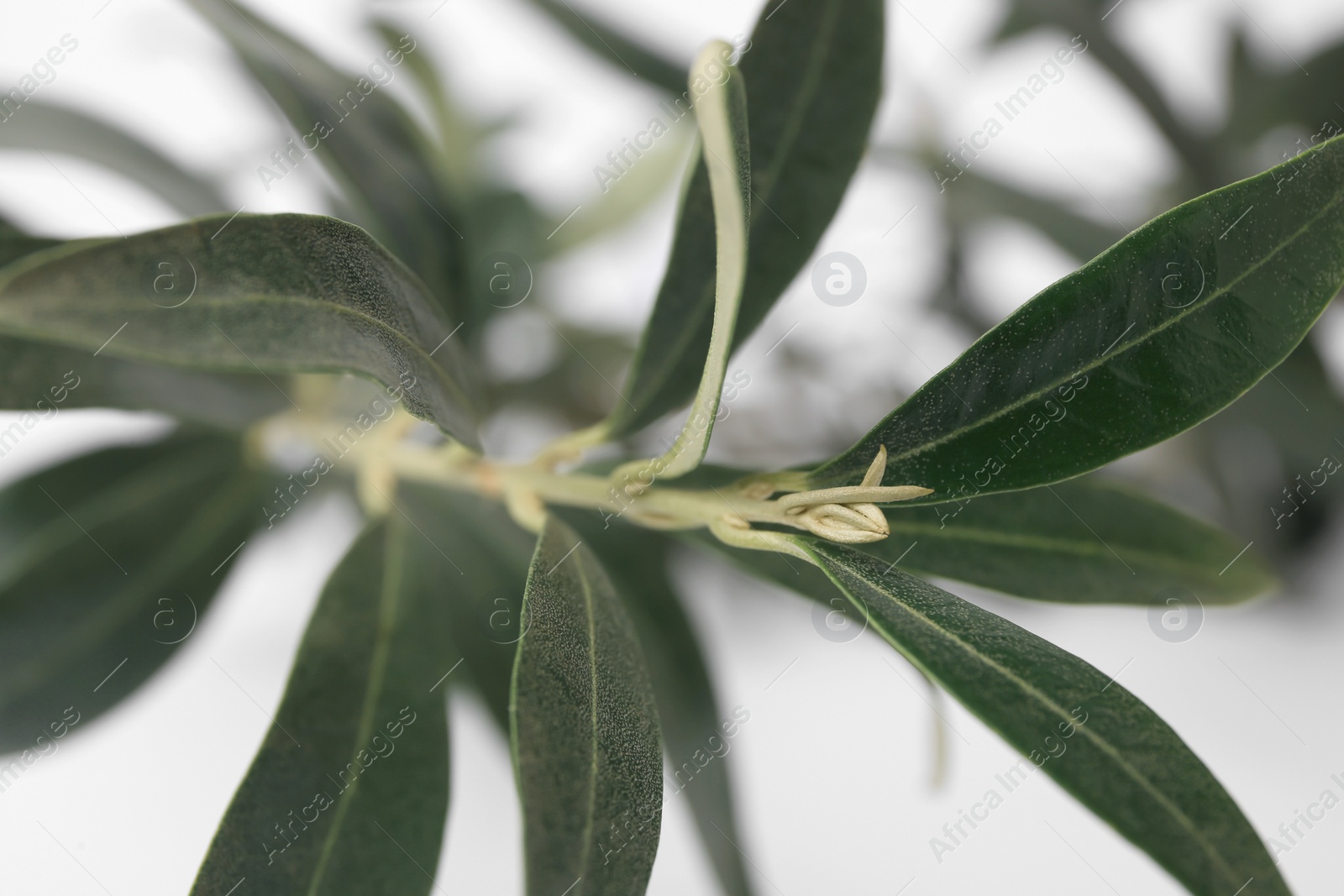 Photo of Fresh green olive tree on blurred background, closeup