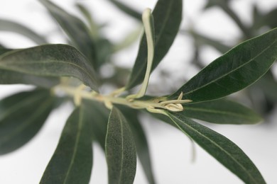 Fresh green olive tree on blurred background, closeup