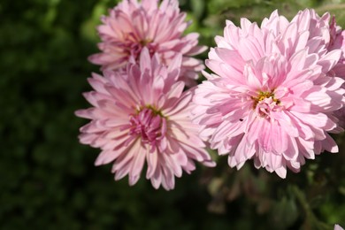 Photo of Beautiful pink chrysanthemum flowers growing in garden, closeup