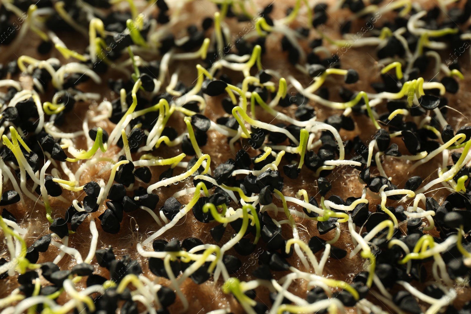 Photo of Growing microgreens. Many sprouted sunflower seeds as background, closeup