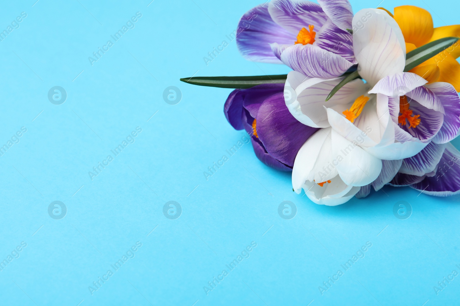 Photo of Beautiful crocus flowers on turquoise background, closeup. Space for text