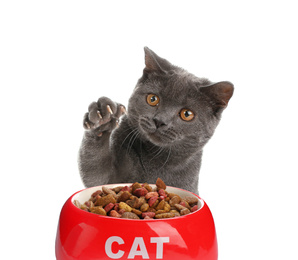 Image of Cute grey British Shorthair cat and feeding bowl with dry food on white background. Lovely pet