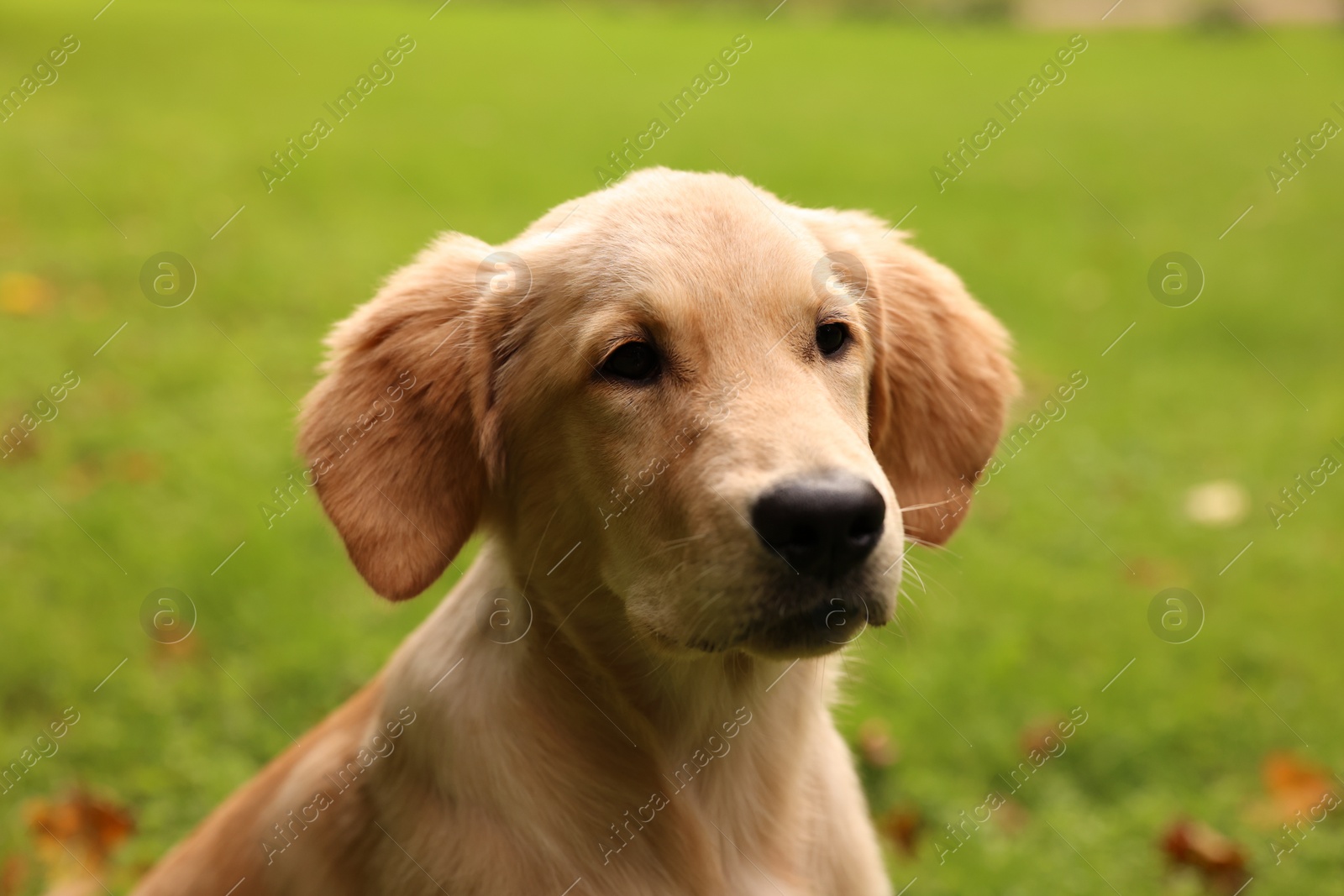 Photo of Cute Labrador Retriever puppy in park, closeup