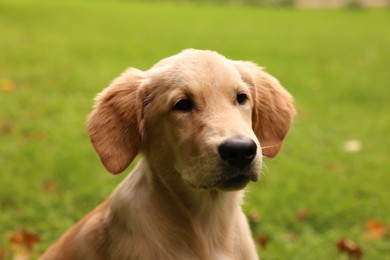 Cute Labrador Retriever puppy in park, closeup