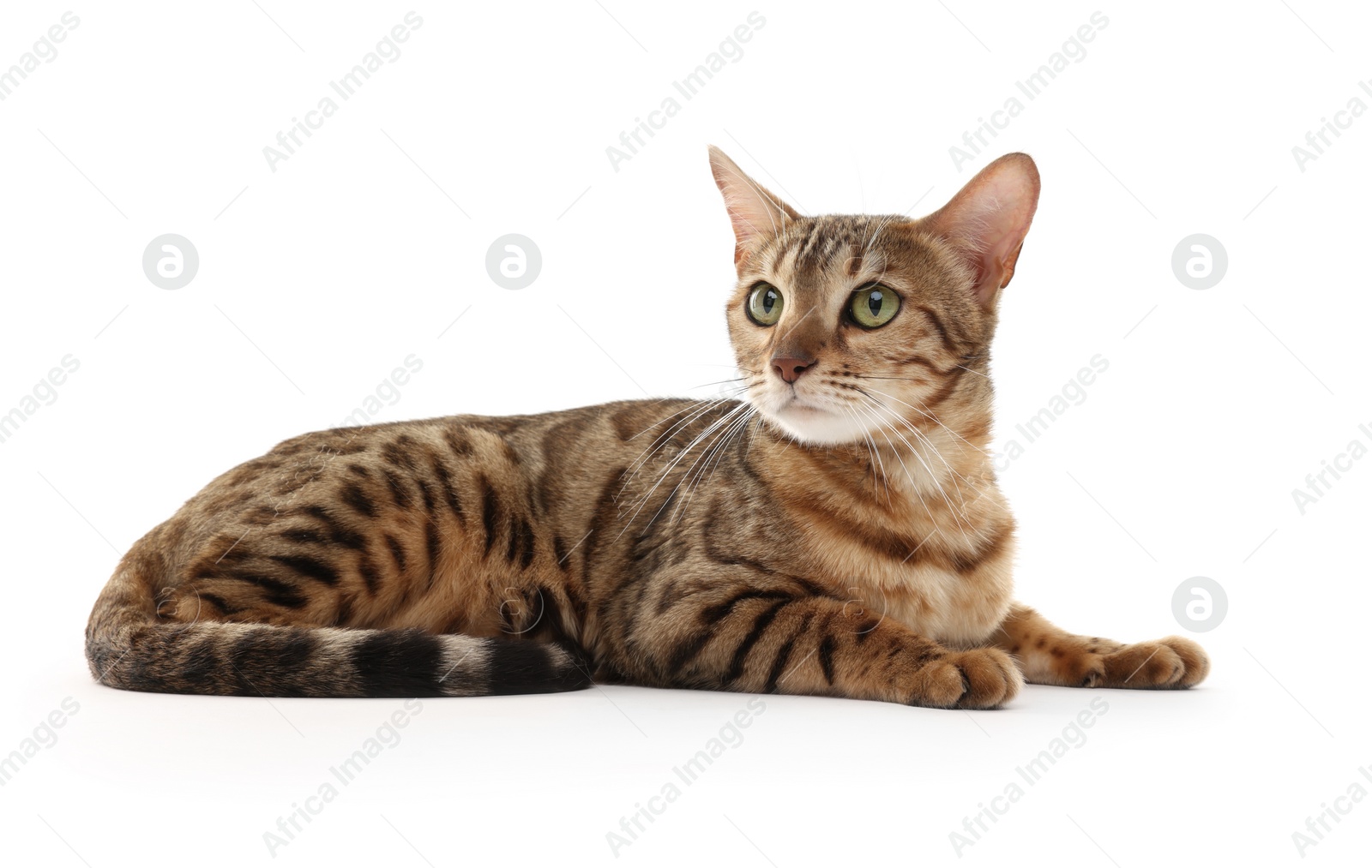 Photo of Cute Bengal cat on white background. Adorable pet