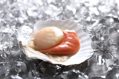 Fresh raw scallop in shell on ice cubes, closeup