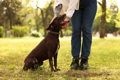 Woman with her cute German Shorthaired Pointer dog in park on spring day, closeup
