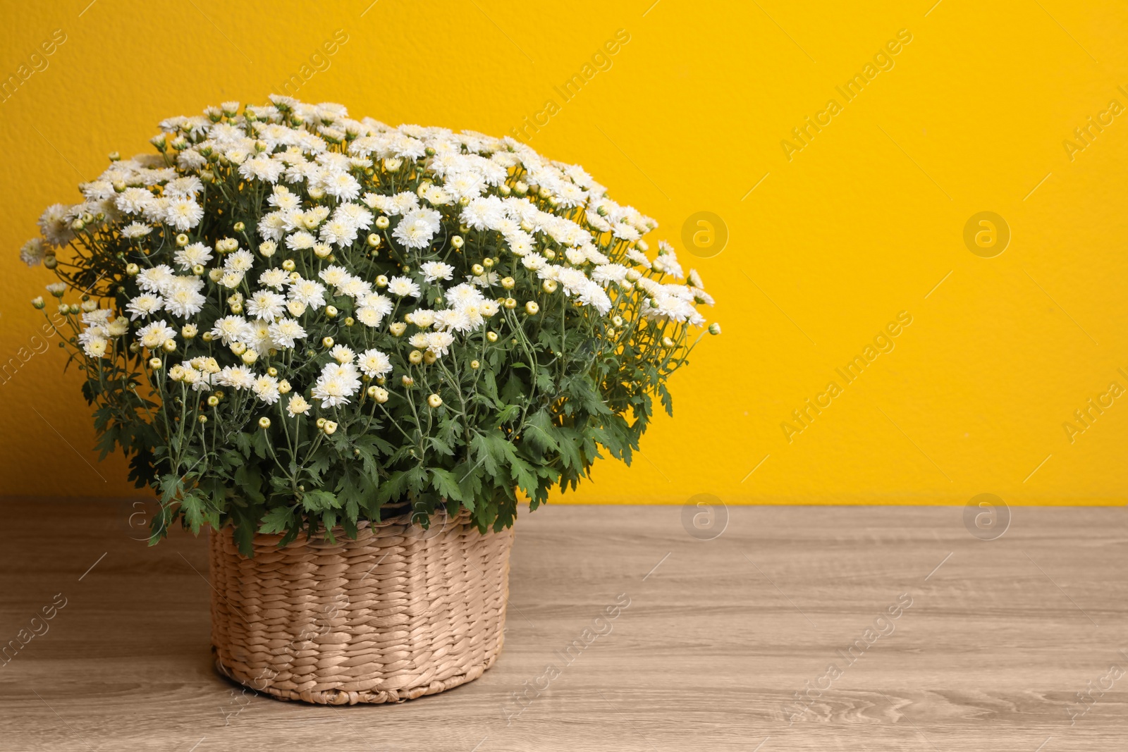 Photo of Basket with fresh white chrysanthemum flowers on wooden table against yellow background. Space for text