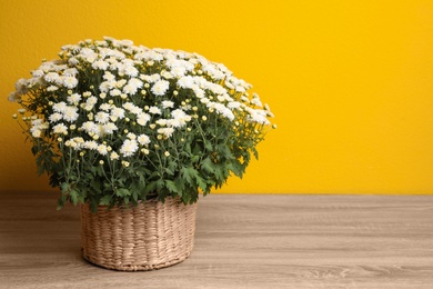 Photo of Basket with fresh white chrysanthemum flowers on wooden table against yellow background. Space for text