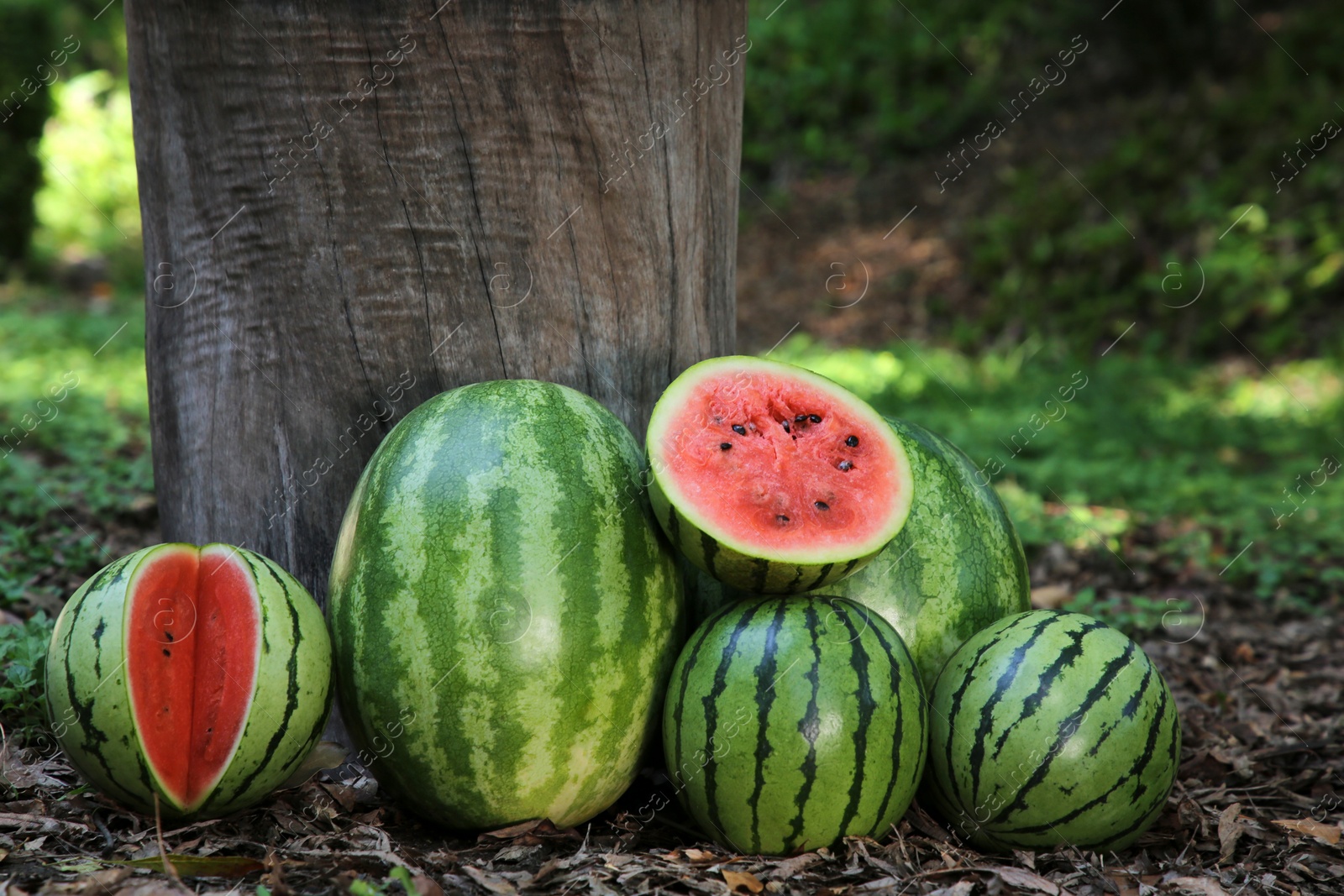 Photo of Many ripe whole and cut watermelons outdoors