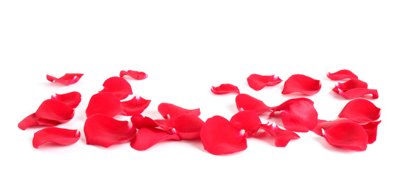 Photo of Fresh red rose petals on white background