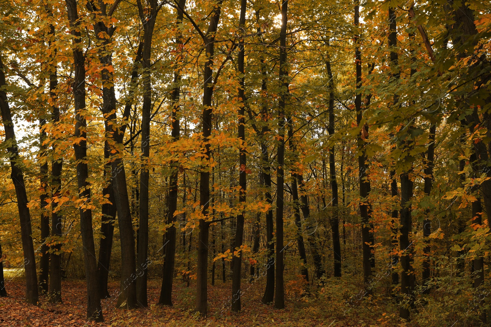 Photo of Beautiful view of forest on autumn day