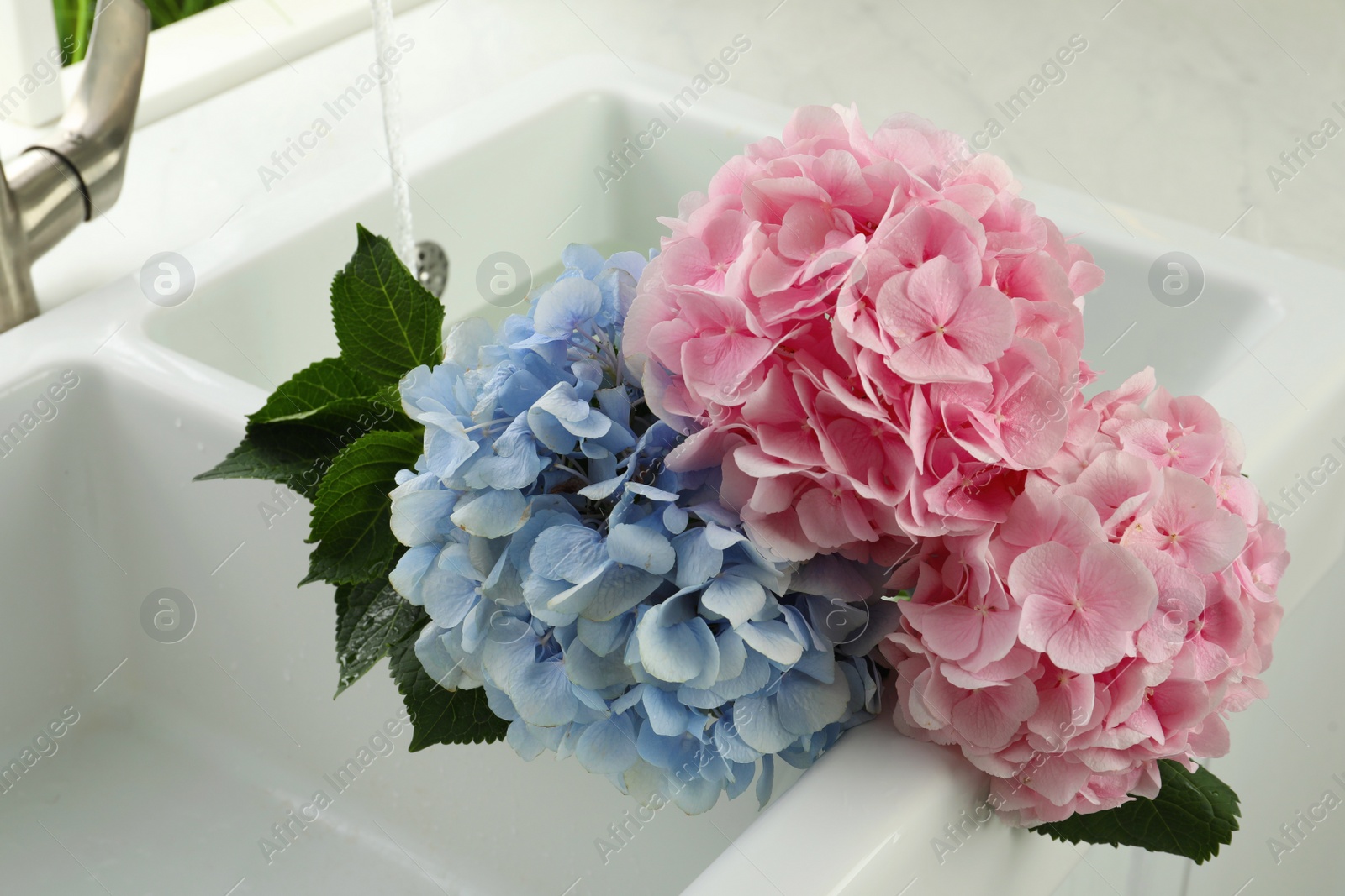 Photo of Beautiful light blue and pink hortensia flowers in kitchen sink
