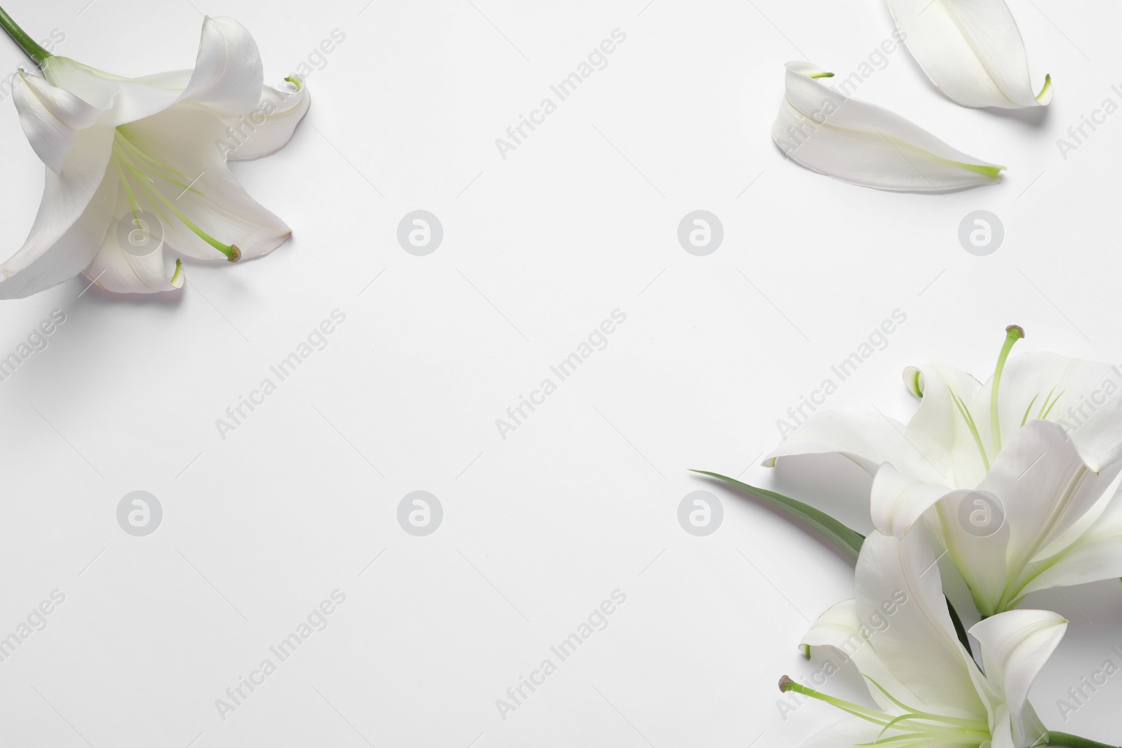 Photo of Beautiful lily flowers on white background, flat lay. Space for text