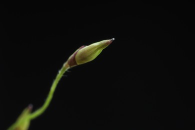 Photo of Macro photo of beautiful flower bud on black background. Space for text