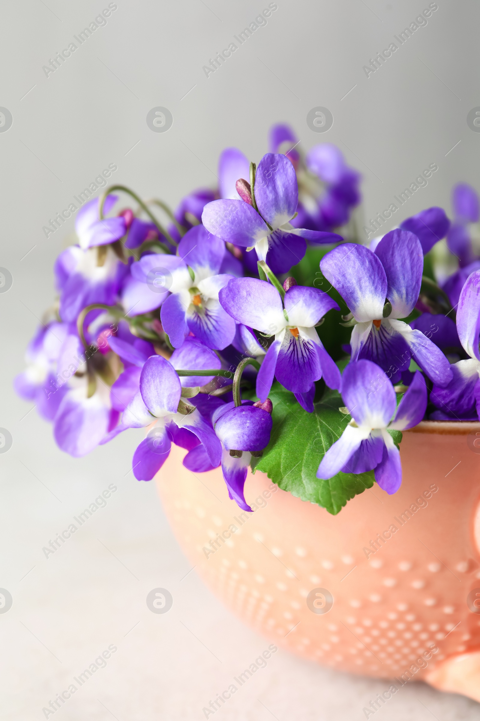 Photo of Beautiful wood violets in cup on light table, closeup. Spring flowers