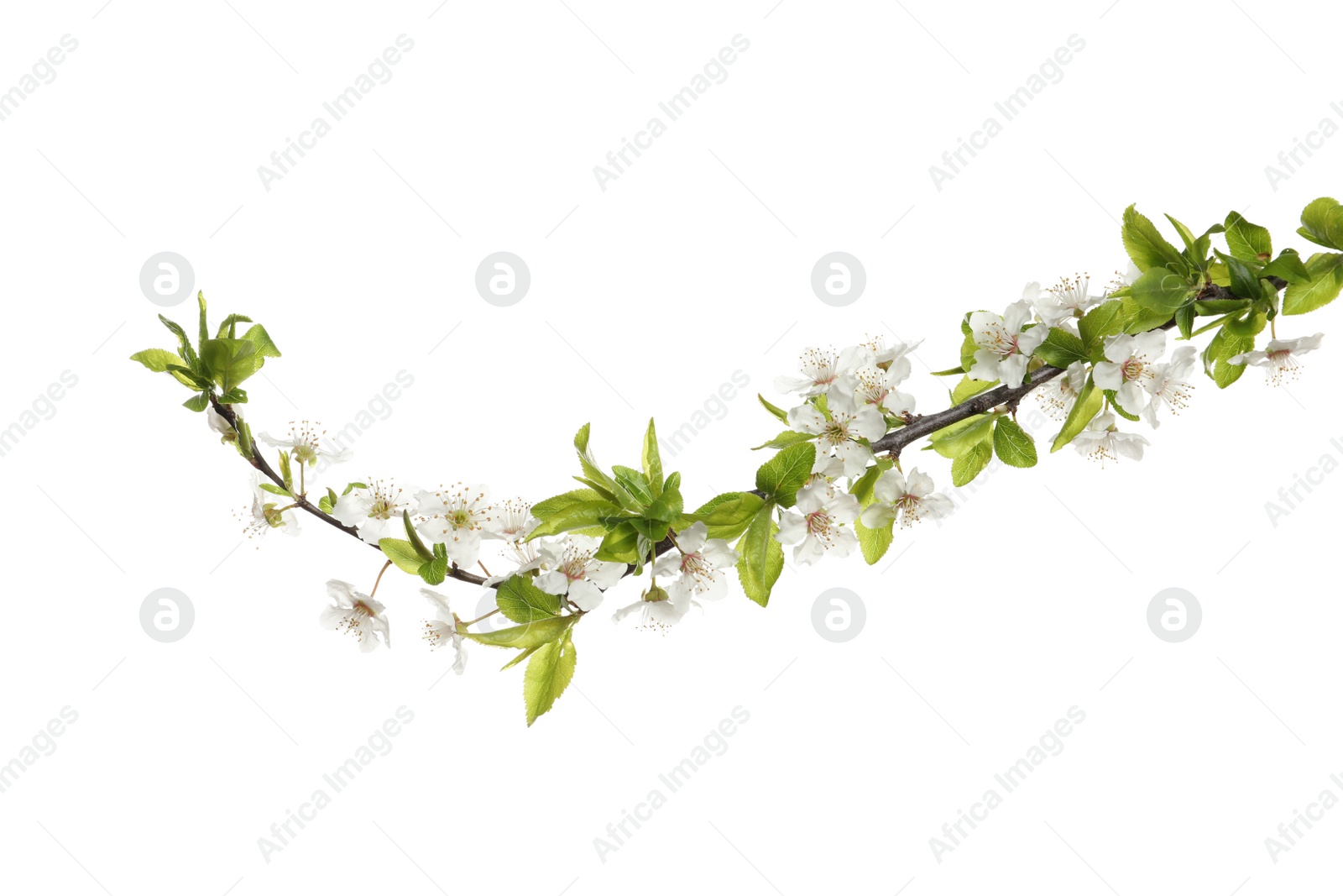 Photo of Cherry tree branch with beautiful blossoms isolated on white