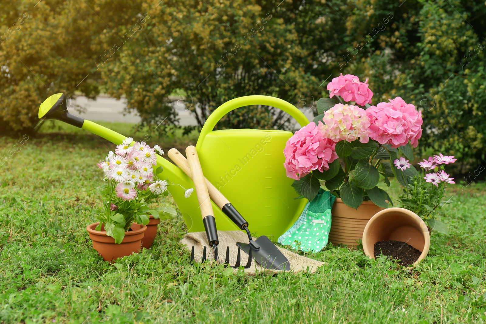 Photo of Beautiful blooming plants, gardening tools and accessories on green grass outdoors