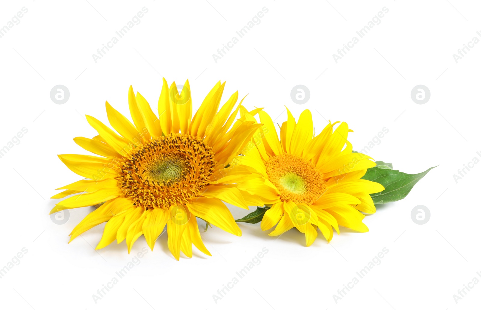 Photo of Beautiful bright sunflowers on white background