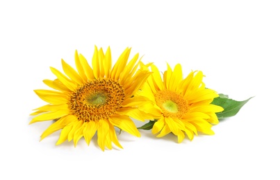 Beautiful bright sunflowers on white background