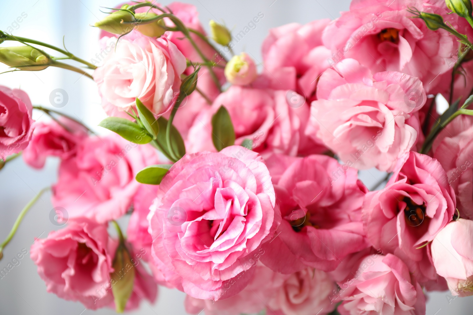 Photo of Beautiful pink Eustoma flowers on light background, closeup