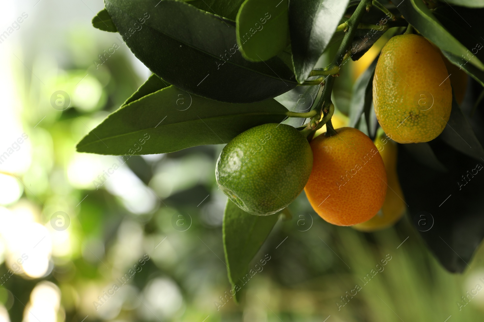 Photo of Kumquat tree with ripening fruits outdoors, closeup