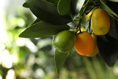 Kumquat tree with ripening fruits outdoors, closeup