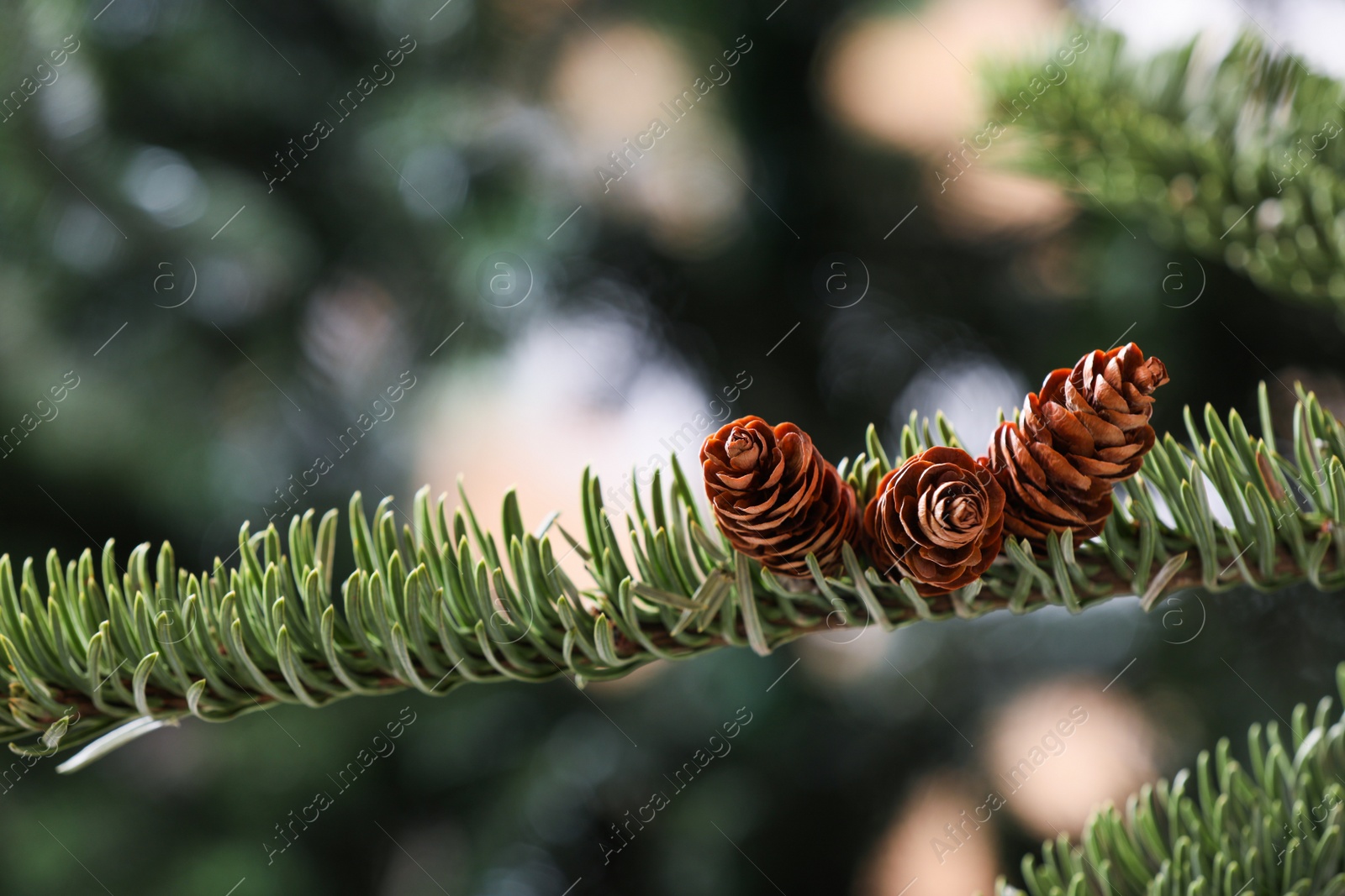 Photo of Closeup view of beautiful coniferous tree branch with cones on blurred background