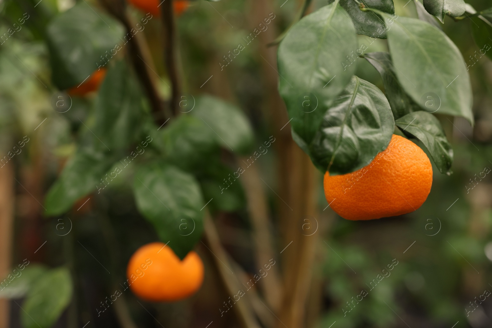 Photo of Tangerine tree with ripe fruits in greenhouse, space for text