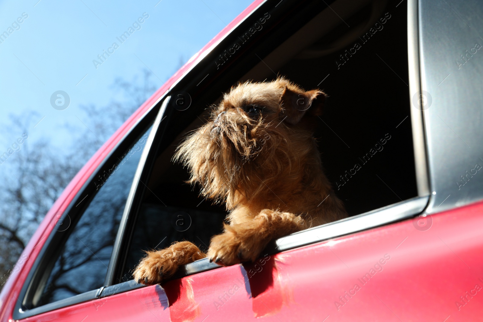 Photo of Adorable little dog looking out from car window, low angle view. Exciting travel