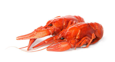 Photo of Fresh delicious boiled crayfish isolated on white