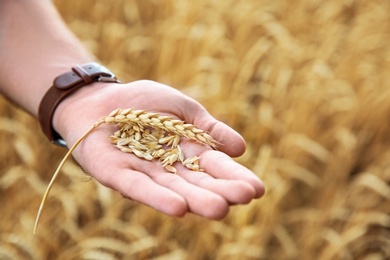 Photo of Young man with wheat grains in field, closeup. Cereal farming