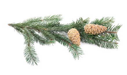 Photo of Fir tree branch with pinecones isolated on white